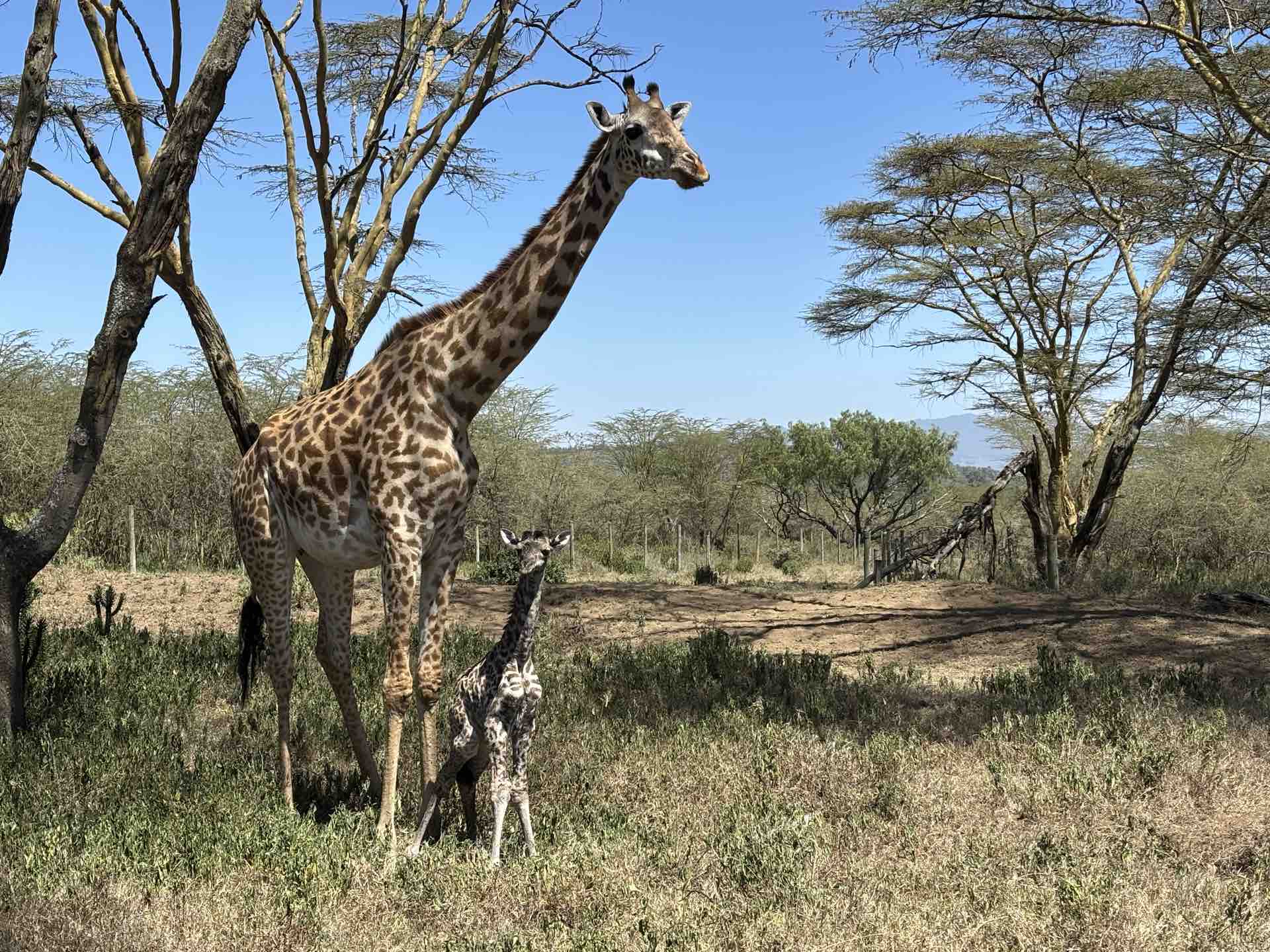 Eluai at Giraffics Park overlooking Lake Naivasha in Giraffics Park